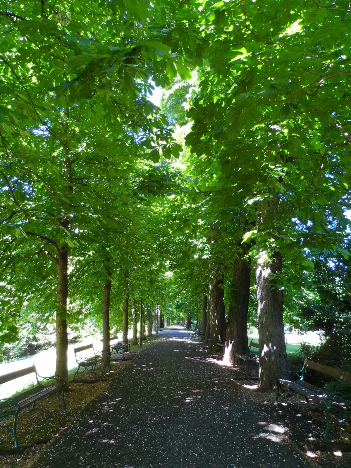 Schattiger Spazierweg unter einem dichten grünen Blätterdach im Grazer Stadtpark